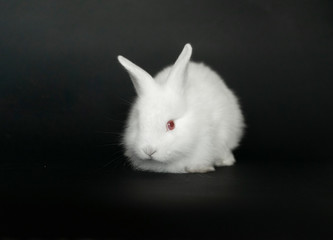 Beautiful white baby rabbit on black background