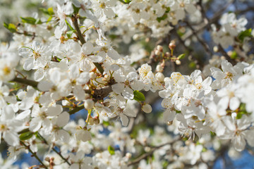 Apple flowers tree spring time