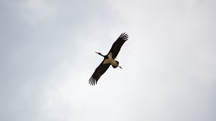 black stork flying