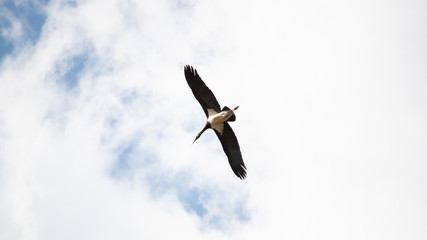 black stork flying