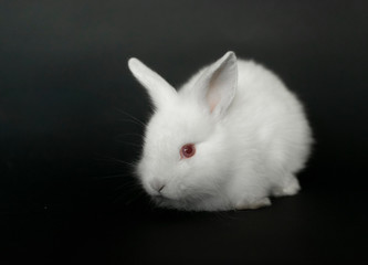 Beautiful white baby rabbit on black background