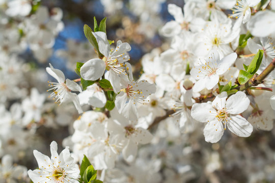 Apple flowers tree spring time