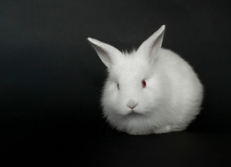 Beautiful white baby rabbit on black background