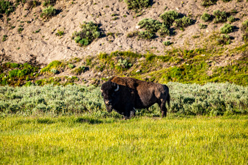 Bison at Yellowstone