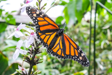 monarch butterfly on a flower