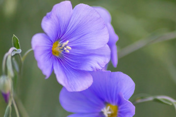 Bezaubernde blaue Blüten im heimischen Garten erfreuen den Gärtner bei der Gartenarbeit und zeigen zarte blaue Blüten im Gegenlicht an einem Frühlingsabend vor unscharfem Hintergrund