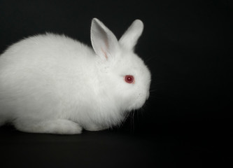 Beautiful white baby rabbit on black background