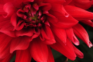 macro photo of the center of a bright rich red dahlia chrysanthemum on a dark background