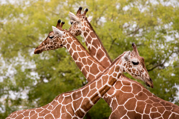 girafe 