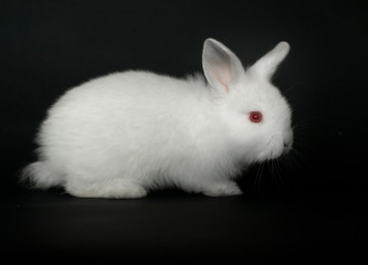 Beautiful white baby rabbit on black background