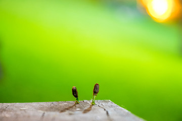 Macro de 2 plantas en abertura de madera