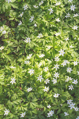Obraz na płótnie Canvas Anemone nemorosa is an early-spring flowering plant
