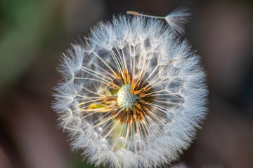 Makro einer flaumigen Pusteblume (gewöhnlicher Löwenzahn, Taraxacum sect. Ruderalia) im Sonnenschein am Abend zeigt filigrane Samen und Flugschirme und Achänen als Nahaufnahme