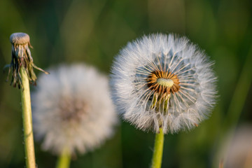 Makro einer flaumigen Pusteblume (gewöhnlicher Löwenzahn, Taraxacum sect. Ruderalia) im Sonnenschein am Abend zeigt filigrane Samen und Flugschirme und Achänen als Nahaufnahme