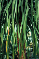 Abstract background of creative tropical leaves. Layout of green leaves from hot countries. The concept of nature, purity and oxygen.