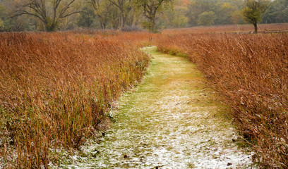 Naklejka premium Walk in the Prairie