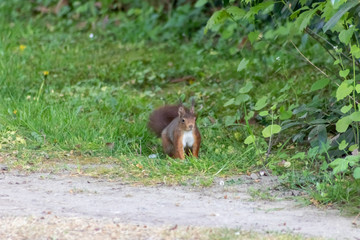 Rot-braunes Eurasisches Eichhörnchen ist auf Futtersuche in einem Park und auf der Jagd nach...