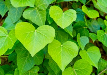 Fototapeta na wymiar background with heart-shaped leaves.Heart-shaped green leaves climbing vines Cow-wine ivy the most sifted forest plant growing in the wild