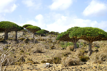 Dragon's Blood Trees in Socotra island, Yemen.