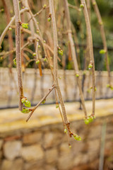 Spring tree branches with green buds. Naked branches  of mulberry tree or bush a with newly appeared green delicate spring buds. Spring mood. Spring is here. New life