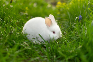 Beautiful white baby rabbit in green grass.