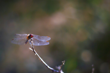 Libelle