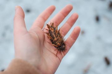 Pseudotsuga menziesii an unusual cone of a cone-shaped Thomas lies in the girls hand in the winter.