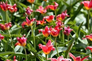 Plantation of blooming red tulips