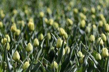 Plantation of tulips in buds