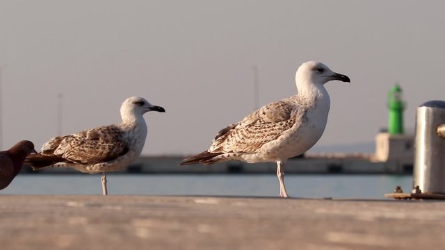 Two seagulls standing on the shore of a harbour pier, small pidgeon walking between them like a friend