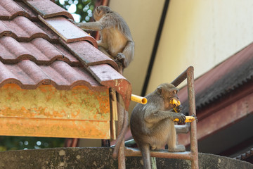 Thailand Temple monkeys 