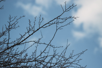 bare tree branches and blue sky