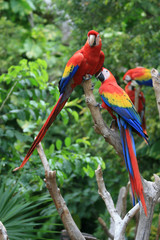 2 Red blue parrot gnawing on the tree