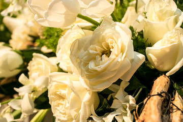 Rosas blancas floreciendo 