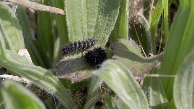 Glanville Fritillary Caterpillars. About 25mm long. 