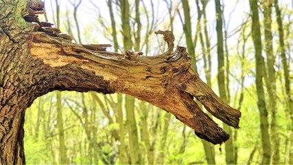 dragon wood in the forest
