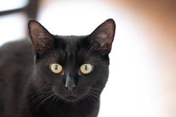 Beautiful black cat looking directly at the camera in a well lit bright room