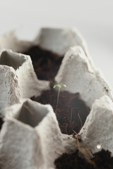 Small plats growing in carton chicken egg box in black soil. Break off the biodegradable paper cup and plant in soil outdoors. Reuse