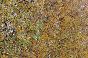 Осенняя листва фон