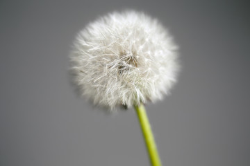 Intact Dandelion Seed head close up on grey background; color studio photo.