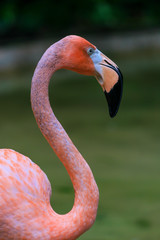 Obraz premium Head portrait of a colourful Flamingo