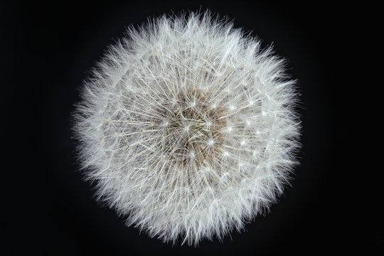 Intact Dandelion white seed head close up on black background; color studio photo.