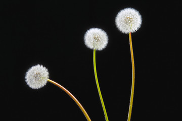 Three fluffy white dandelions on black background; studio photo.