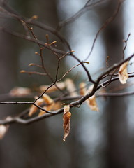 Spring leaves clinging to a tree branch as new buds appear to replace them.