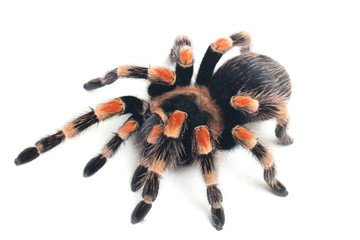 Mexican Red-Knee Tarantula (Brachypelma hamorii) isolated on white background
