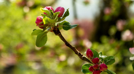 still locked apple tree blossoms on a sunny spring day