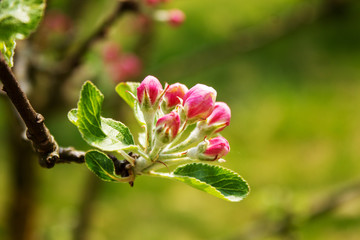 still locked apple tree blossoms on a sunny spring day