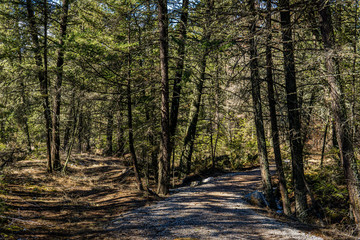 trail through forest in shade with tall green trees.