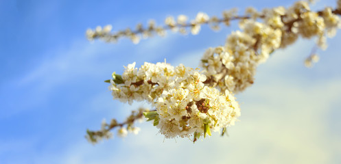 Beautiful blooming Japanese cherry - Sakura. Background with flowers on a spring day.