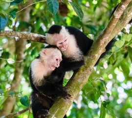 capuchin monkeys fighting in the trees in manuel antonio national park costa rica